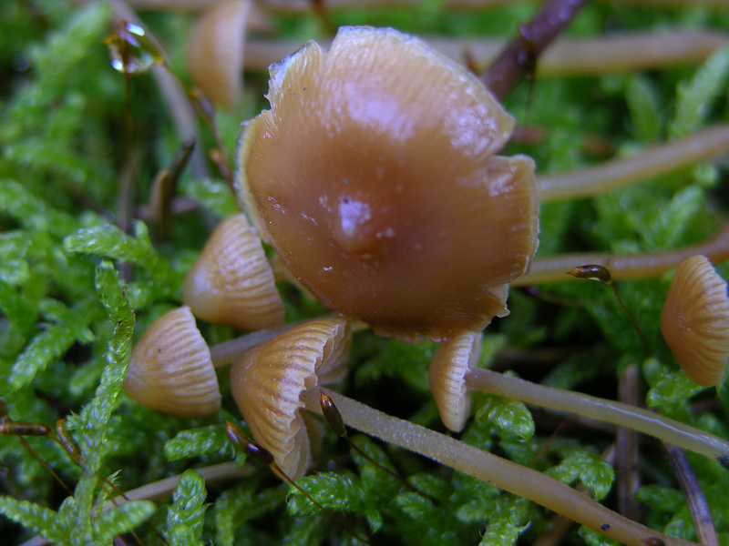 Galerina da determinare n0044(2007).